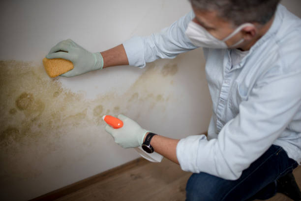 Best Local Mold Removal Service  in Crystal Springs, MS