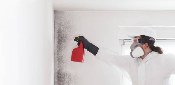 Best Emergency Mold Removal  in Crystal Springs, MS