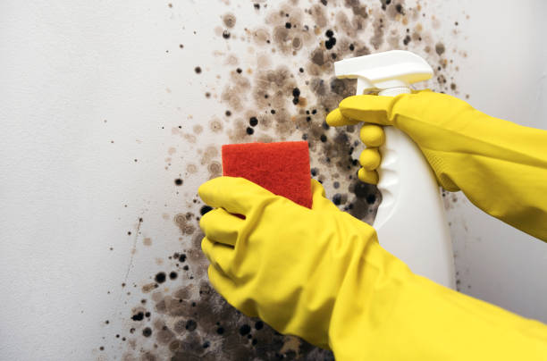 Mold Removal and Inspection in Crystal Springs, MS
