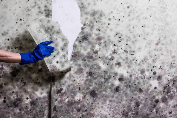 Best Mold Removal and Inspection  in Crystal Springs, MS