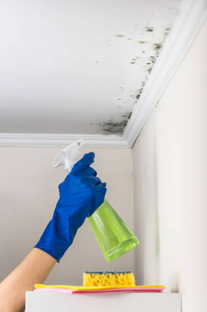 Best Black Mold Removal  in Crystal Springs, MS
